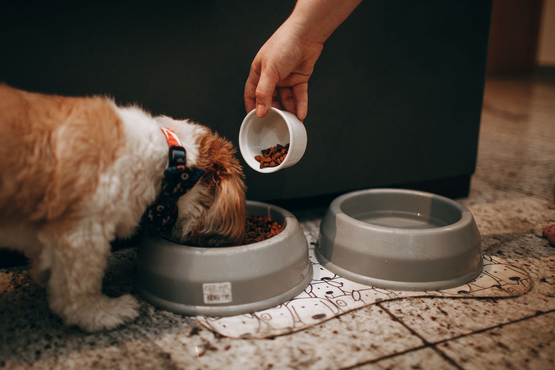 Understanding Your Dog's Nutritional Needs