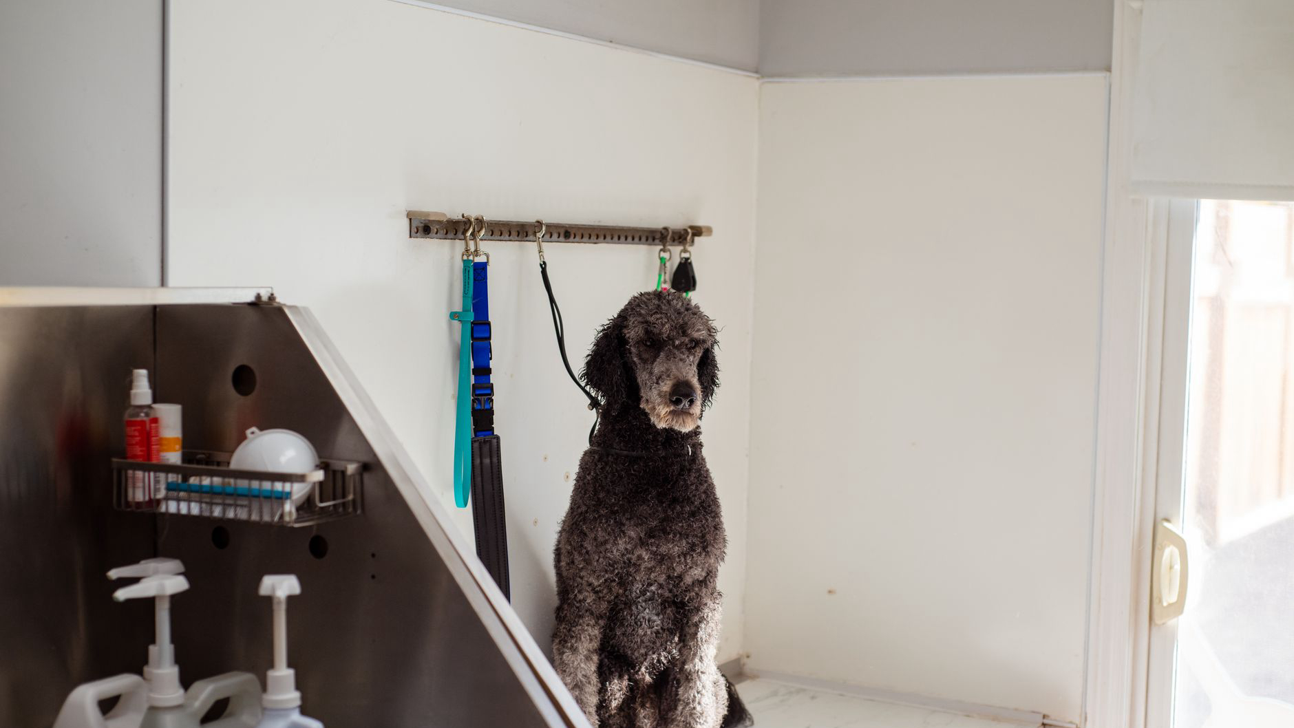 Essential Dog Grooming Supplies Every Pet Owner Should Have