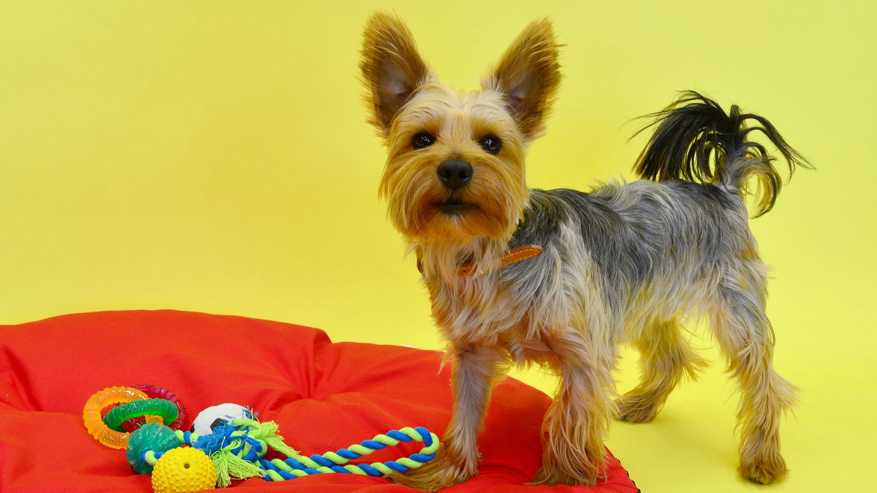 The Best Chew Toys for Aggressive Chewers