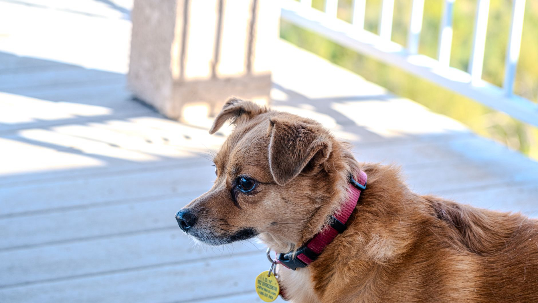 Choosing the Right Collar for Your Dog: A Comprehensive Guide