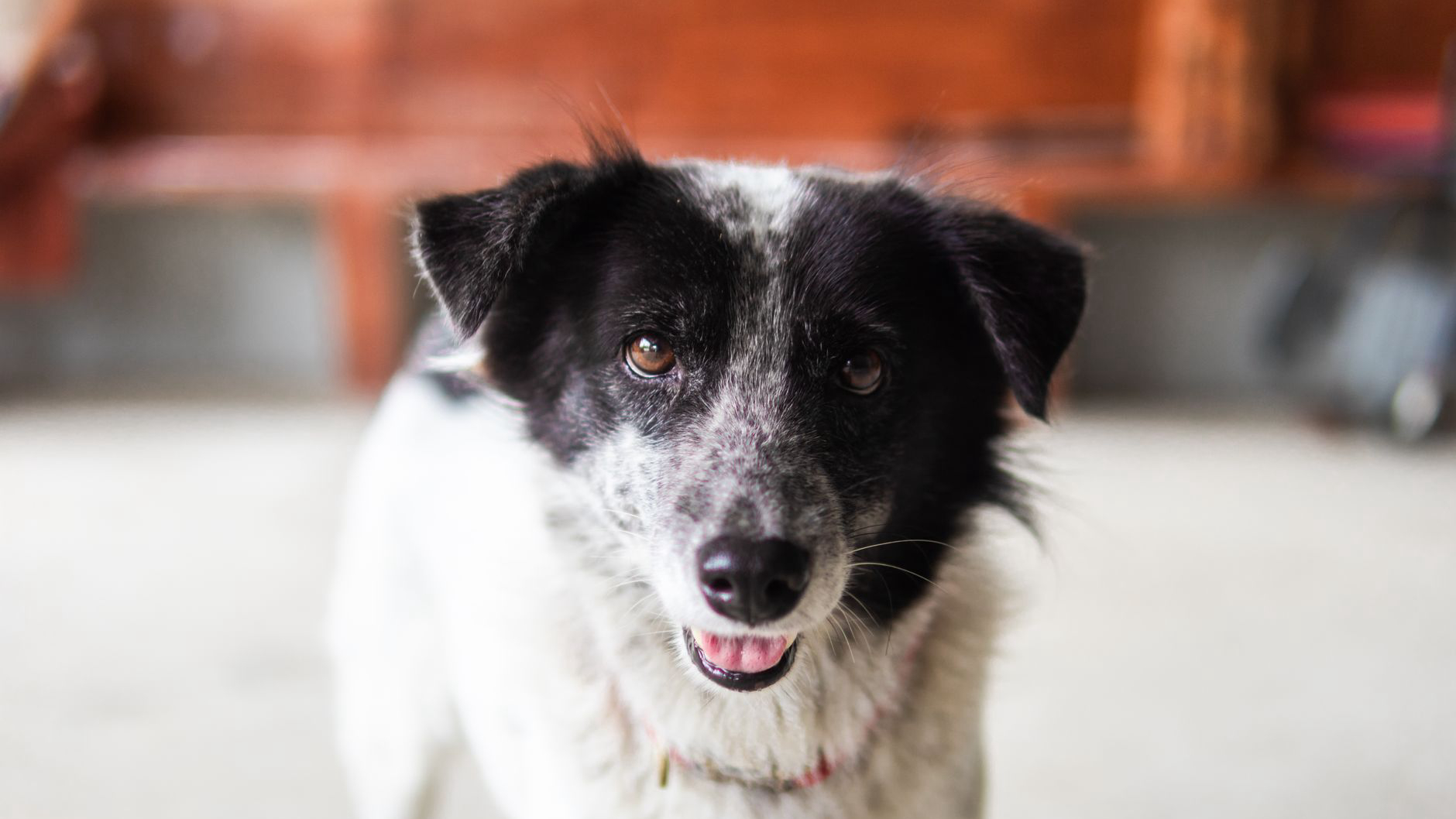How to Create a Safe and Stimulating Environment for Your Dog