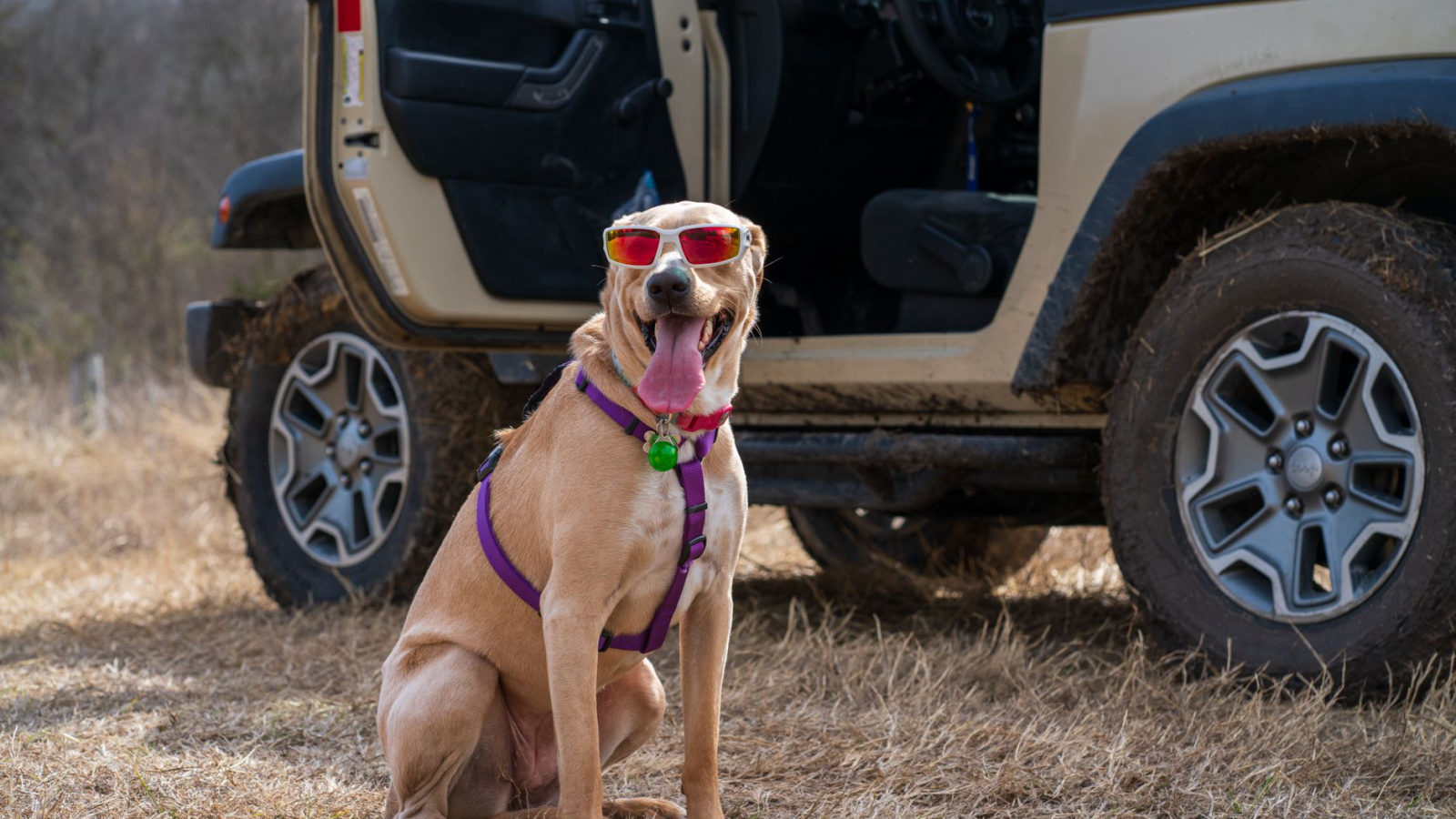 Top 10 Must-Have Accessories for Your Dog's Daily Adventures
