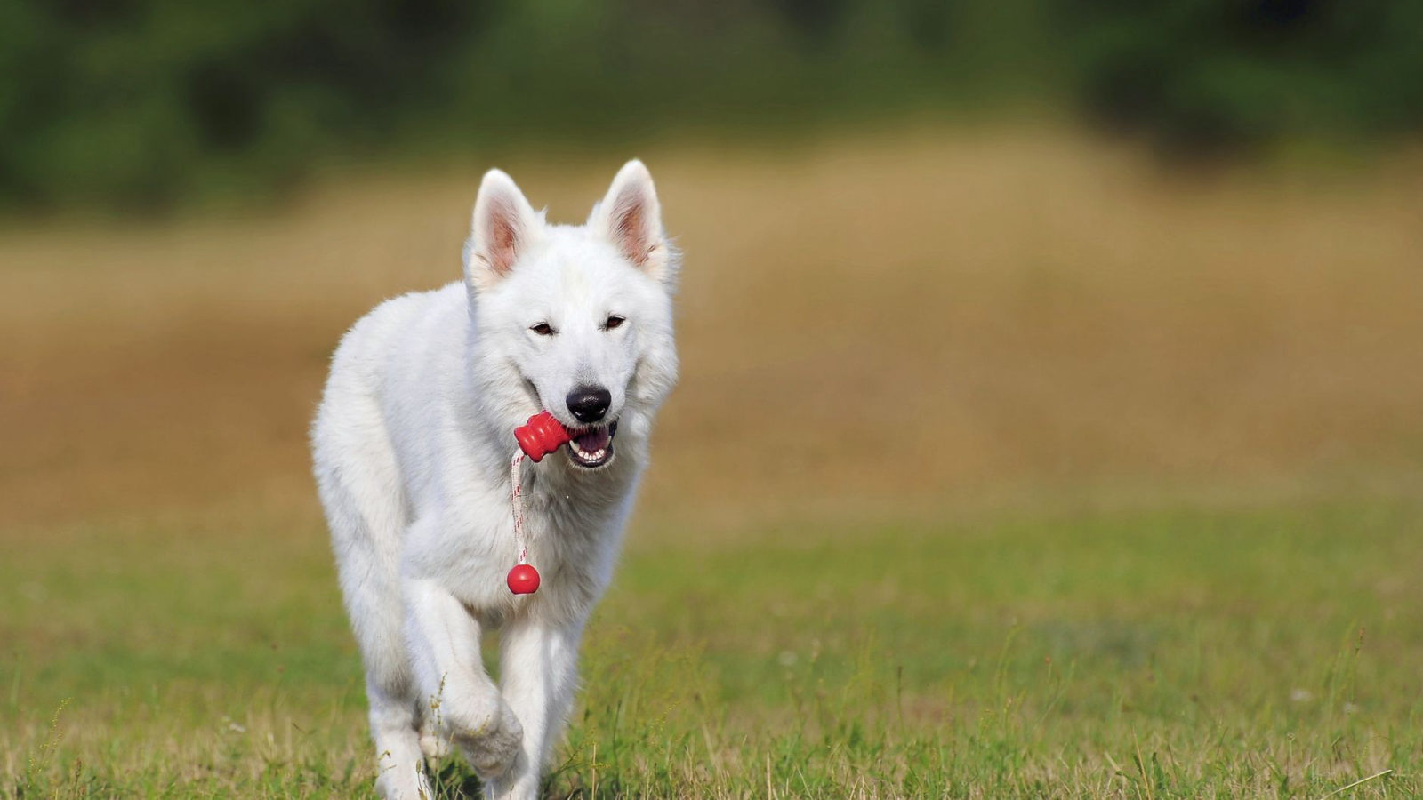 Choosing the Best Training Tools for Your Dog: A Comprehensive Guide