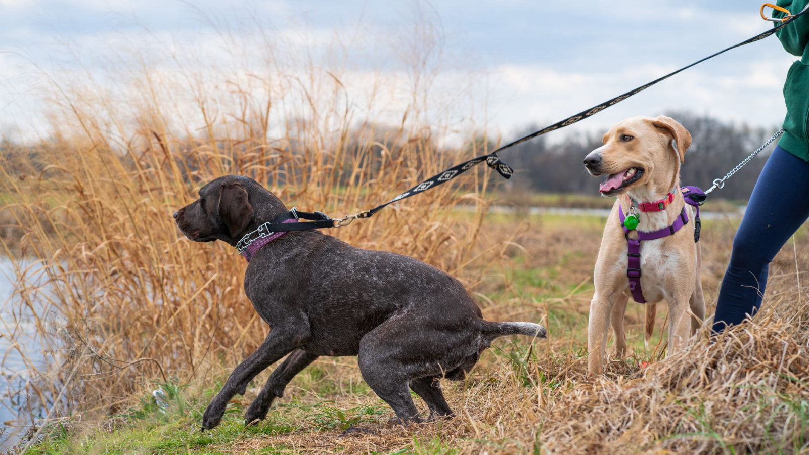 How to Choose the Right Dog Leash: Essential Tips for Every Dog Owner