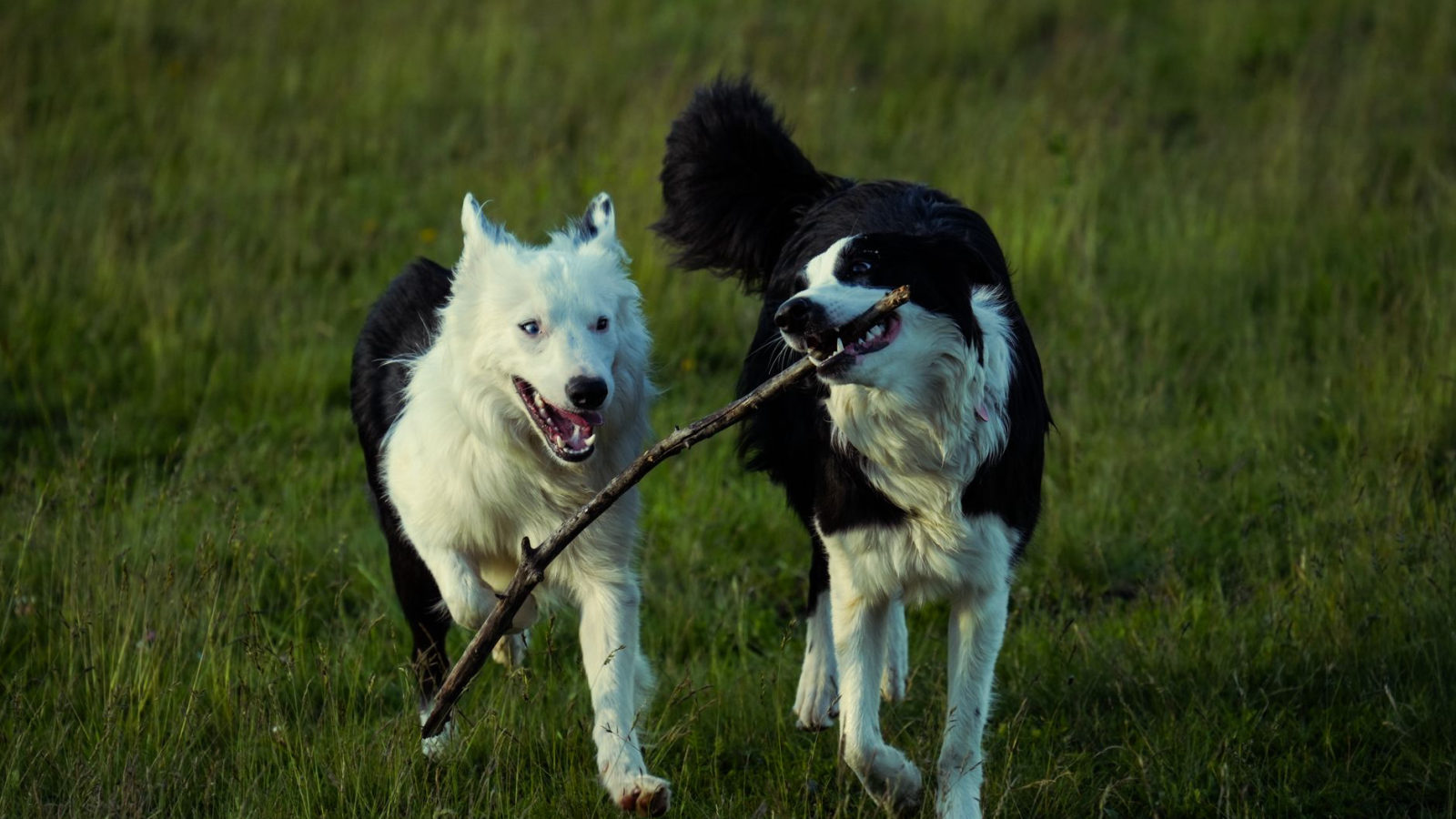 Understanding the Importance of Dog Enrichment: Keeping Your Pup Happy and Healthy