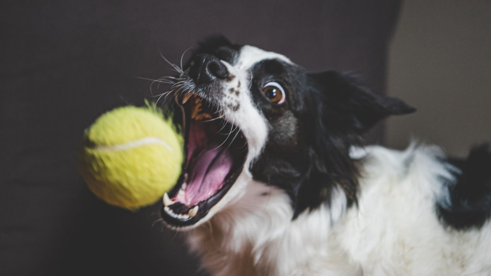 The Ultimate Guide to Dog Training: Essential Tips for Success